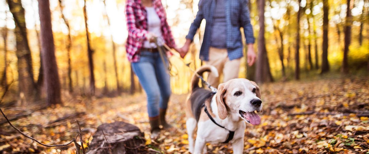 retired couple of empty nesters walking their dog near Esquimalt BC